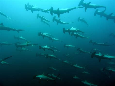 Ikeq Mascpt Shark Predators: Identifying and Protecting Against Threats